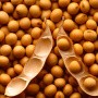 We invite you to the seminar: "Technology of stable obtaining of soybean crops from 20 centners / hectare with Canadian Prograin seeds"