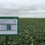 All-Russian Soybean Day