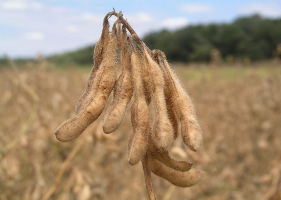 We invite you to the seminar: "Technology of stable obtaining of soybean crops from 20 centners / hectare with Canadian Prograin seeds"