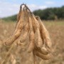 We invite you to the seminar: "Technology of stable obtaining of soybean crops from 20 centners / hectare with Canadian Prograin seeds"