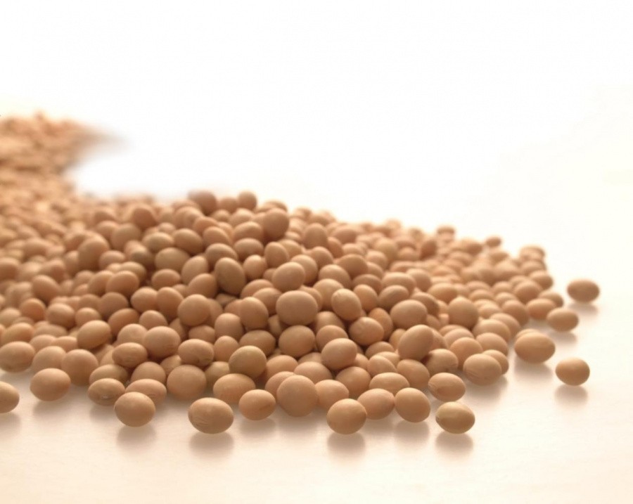 We invite you to the seminar: "Technology of stable obtaining of soybean crops from 20 centners / hectare with Canadian Prograin seeds"